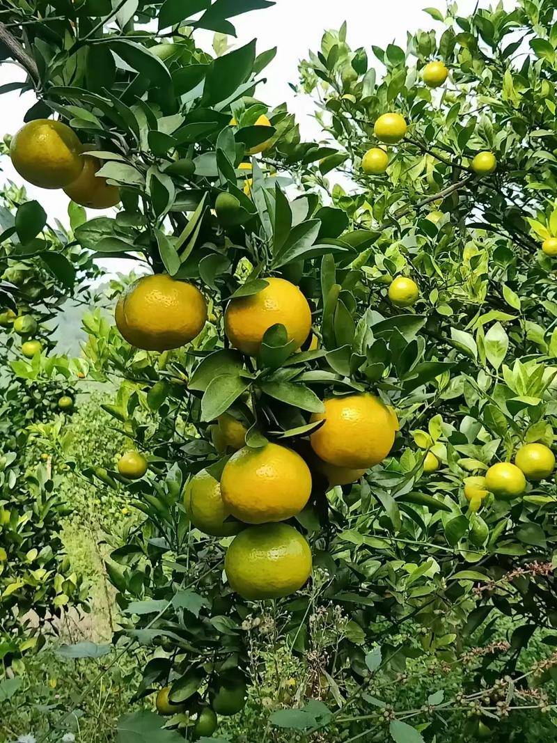 自家果园的绿色水果，新鲜应季口感特别好